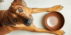 Hund venter ved tom madskål på gulvet.
