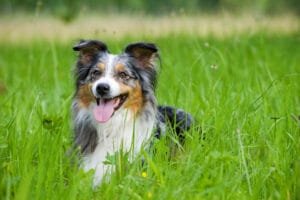 Glad hund på græsmark med grønt græs