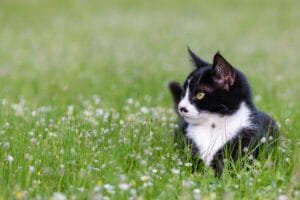 Sort-hvid kat ligger i grønt græs og blomster.